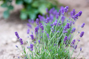 lavender flowers in the garden
