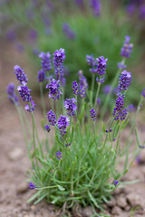lavender flowers in the garden