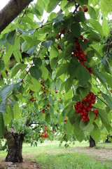 Cherry growing on cherry trees