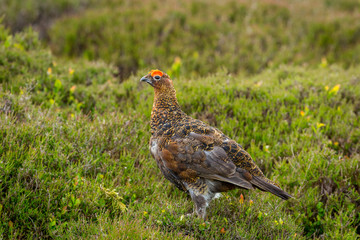 Red Grouse male with bright red eyebrow or Wattle stood in natural moorland habitat during nesting season.  Landscape, horizontal, space for copy