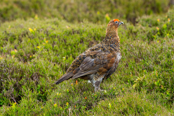 Red Grouse male with bright red eyebrow or Wattle stood in natural moorland habitat during nesting season.  Landscape, horizontal, space for copy