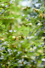 Fototapeta premium Green nature