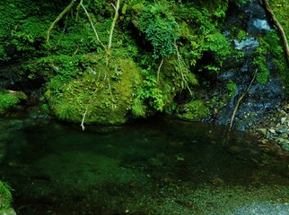 Fototapeta premium 川苔山の山水