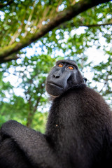 The Celebes crested macaque. Close up portrait, wide angle.  Crested black macaque, Sulawesi crested macaque, or the black ape. Natural habitat. Sulawesi. Indonesia.