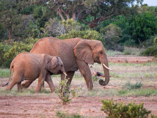 Elephant in Tsavo East National Park, Kenya