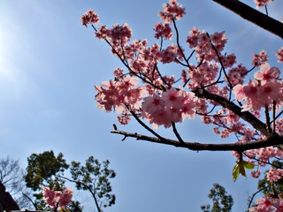 Cherry (Sakura) blooming in the morning of Osaka in spring of Japan