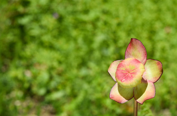 Flowers on the lake