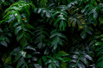 Background green leaves of tropical plant