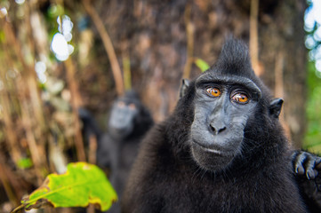 The Celebes crested macaque. Close up portrait, wide angle.  Crested black macaque, Sulawesi crested macaque, or the black ape. Natural habitat. Sulawesi. Indonesia.