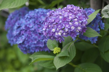 成長と共に色が変化した紫陽花