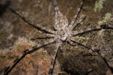 Closeup shot of Tree trunk spider