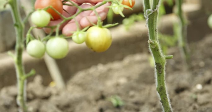 Woman farmer checking by hand bush with green tomatoes