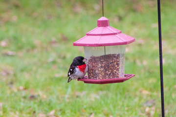 Rose Breasted Grosbeak