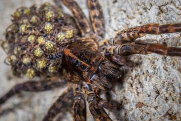 Wolf Spider and Offspring