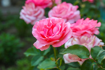 blooming pink roses in the garden. Shot with shallow depth of field.Close up