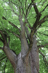 Lindenbaum uralt Blick vom Stamm in die Baumkrone
