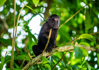 The Cub of Celebes crested macaque on the tree.  Crested black macaque, Sulawesi crested macaque, or the black ape. Natural habitat. Sulawesi Island. Indonesia.