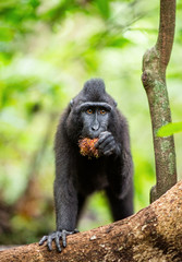 The Celebes crested macaque.  Crested black macaque, Sulawesi crested macaque, or the black ape. Natural habitat. Sulawesi Island. Indonesia.