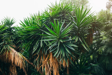 Palm tree background. Green southern plants.