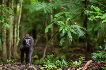 The Celebes crested macaque in the forest.  Crested black macaque, Sulawesi crested macaque, or the black ape. Natural habitat. Sulawesi Island. Indonesia.