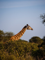 Giraffe in Tsavo East National Park, Kenya