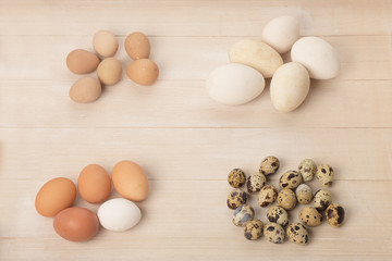 Quail, chicken, goose and guinea fowl eggs of different sizes and colors located on light wooden dyed background.
