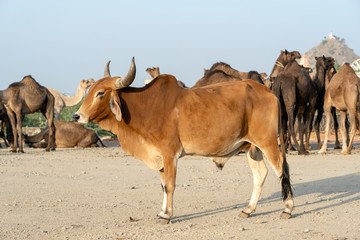 Brown bull and camels in desert Thar during Pushkar Camel Fair, Rajasthan, India