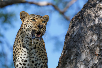 Female leopard in a tree in Sabi Sands Game Reserve in the Greater Kruger Region in South Africa