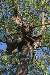 Female leopard in a tree in Sabi Sands Game Reserve in the Greater Kruger Region in South Africa