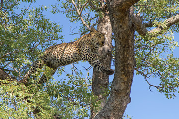 Obraz premium Female leopard in a tree in Sabi Sands Game Reserve in the Greater Kruger Region in South Africa