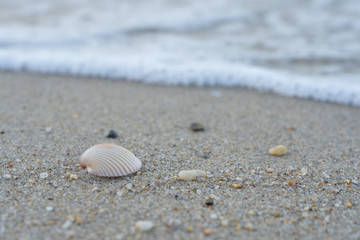 Sea shell on the sand