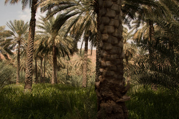 Wadi