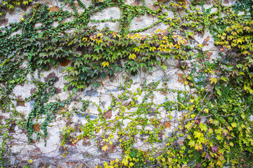 Beautiful ivy plants on the wall outdoors. Green leaves.