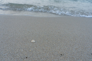 Sea shell on the sand