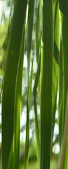 Grüne Oase im Garten