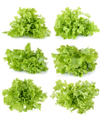 fresh green lettuce leaves isolated on white