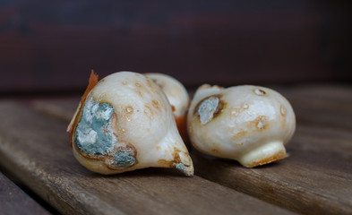 Moldy Tulip Bulbs. Flower bulbs spoiled with fungus. Close up. .