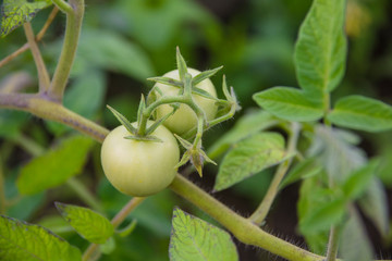 young green tomatoes in the vegetable garden