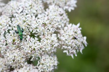 Oedemera Nobilis Beetle. Male.