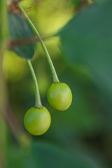 green young cherries on a tree in the garden