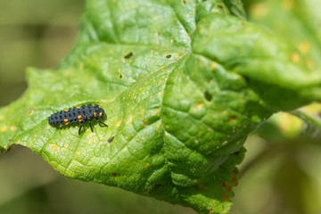 Ladybug Larvae. Second Stage.