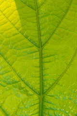 Fototapeta na wymiar Abstract Green leaf closeup background. Abstract fresh Green leaf closeup background