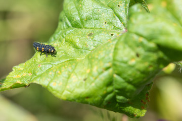 Ladybug Larvae. Second Stage.