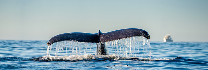 Tail fin of the mighty humpback whale above  surface of the ocean. Scientific name: Megaptera...
