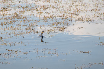 ducks on lake