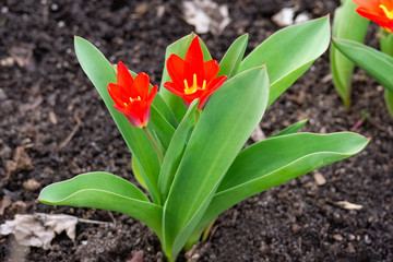 Blooming tulips in spring