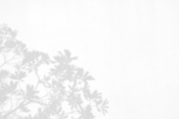 Obraz na płótnie Canvas leaf shadows on a white wall