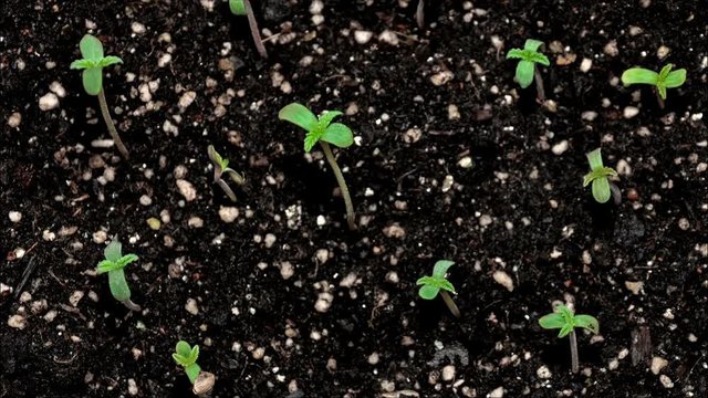 hemp seedlings germination vertical view time lapse 