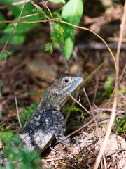 Agama Lizard in Easterb Afica