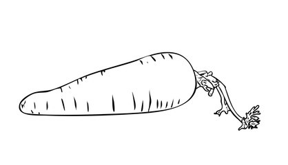 Vector illustration, isolated carrot with a tail in black and white colors, outline hand painted drawing